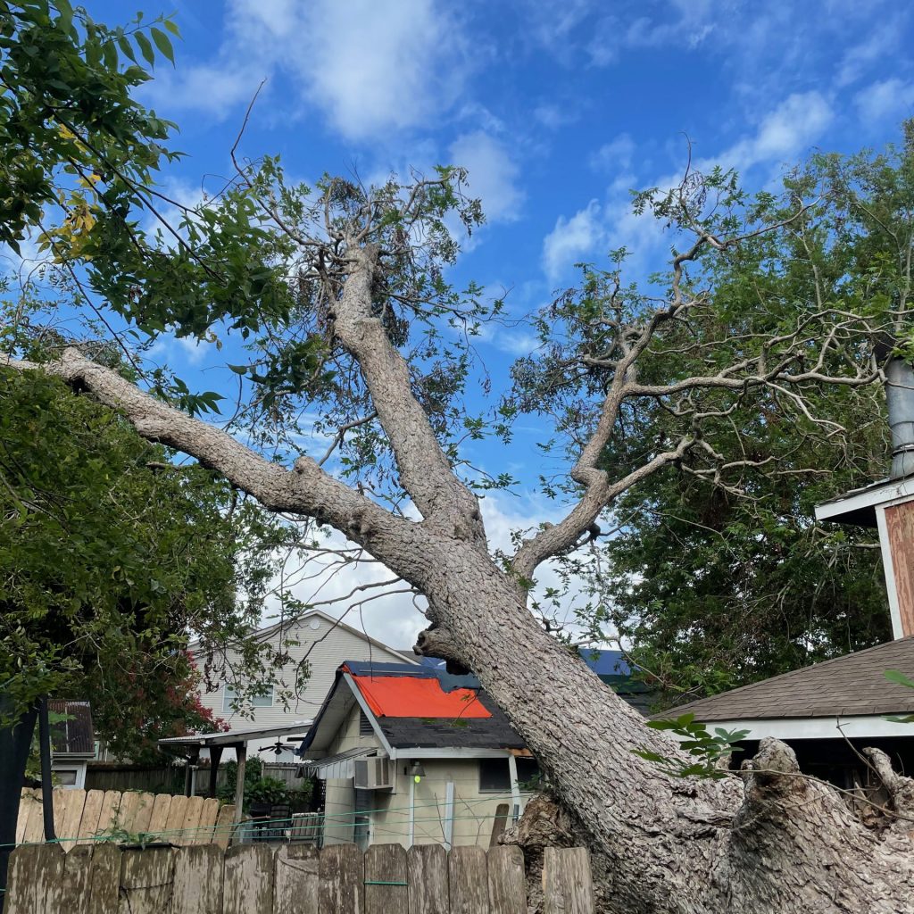 Gilco Tree Removal