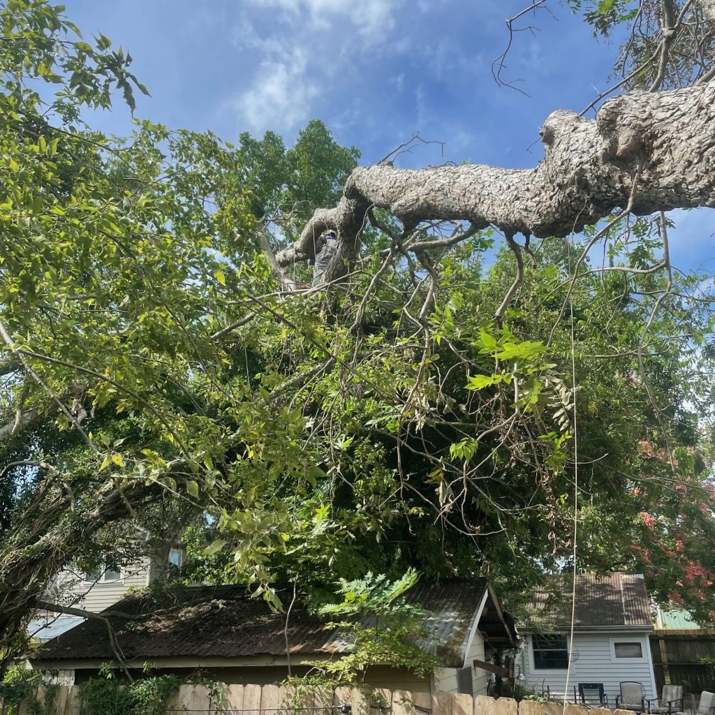 Gilco Tree Removal